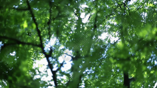 一张树叶素材枝繁叶茂GIF高清图片