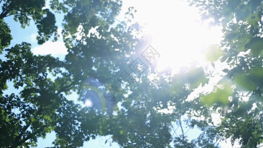核桃叶阳光下树叶GIF高清图片