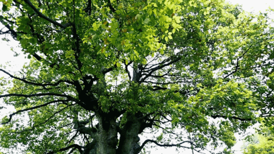 枝繁叶茂树叶GIF图片