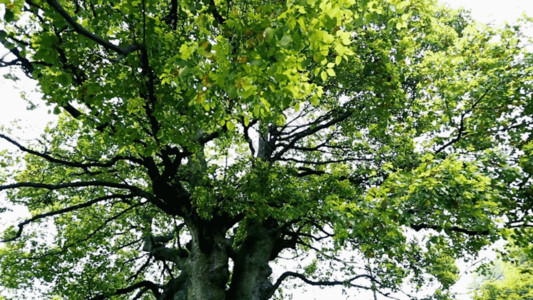 一棵孤单的树枝繁叶茂树叶GIF高清图片