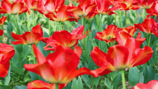 一簇红色花朵实拍盛开的郁金香GIF高清图片