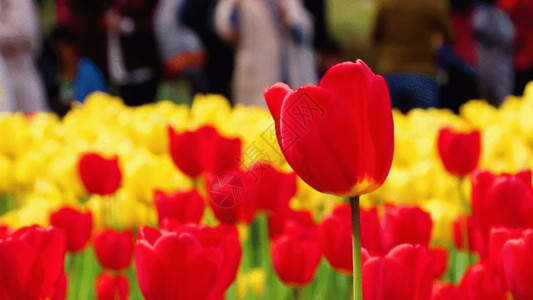 红色花朵光效红色郁金香GIF高清图片