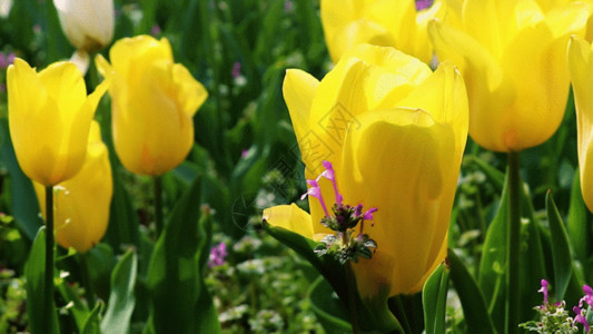 黄色花卉黄色郁金香GIF高清图片