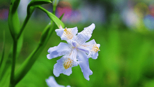 蝴蝶花GIF图片