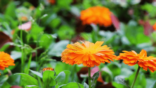 百日菊一片花园金盏菊花GIF高清图片