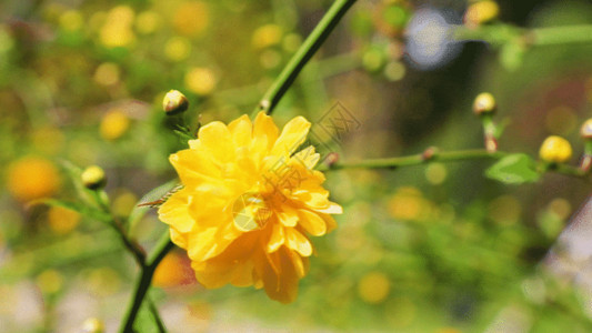 春天花卉横幅棣棠花GIF高清图片