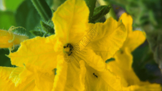 甲虫与花朵微距下的小蚂蚁GIF高清图片