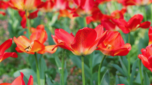 花坛实拍盛开的郁金香GIF高清图片