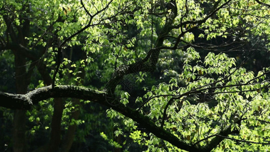 绿色树枝素材春天嫩叶与大景别树冠摇镜头GIF高清图片