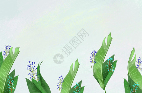 绿色植物插画背景图片