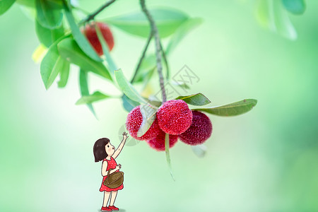 树梅采摘水果插画