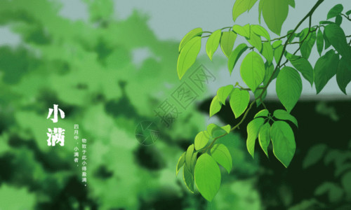绿叶手绘二十四节气小满绿色夏天主题gif高清图片