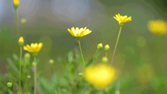 金黄花春天河边的小黄花 小野花gif高清图片