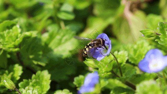 蜜蜂巢春暖花开自然花草局部动图gif高清图片