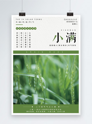 夏天水稻24节气之小满海报模板