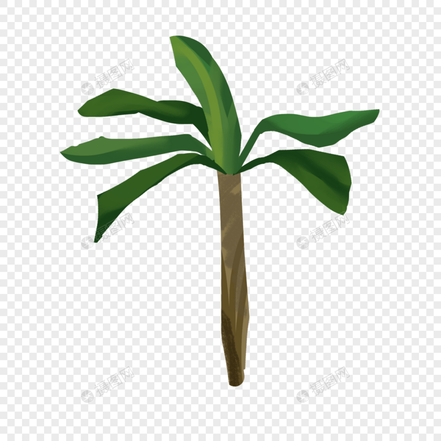 夏天椰子树芭蕉树夏日沙滩海边植物大叶图片