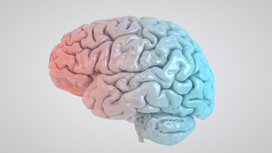 回路大脑模型设计图片