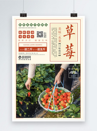  红桃皇后新鲜现摘草莓海报模板