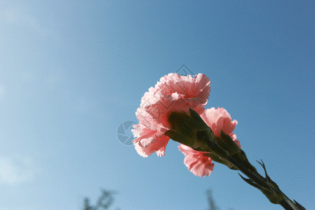 蓝色调花卉粉色的花康乃馨gif动图高清图片