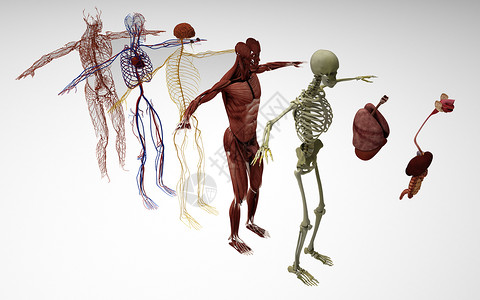 血管神经人体分解图设计图片