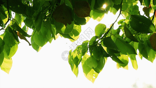 阳光水果素材实拍自然春色GIF高清图片