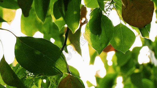 阳光下的水果绿叶GIF高清图片