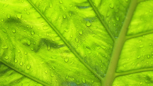 网子上蜘蛛雨滴打在芭蕉叶上GIF高清图片