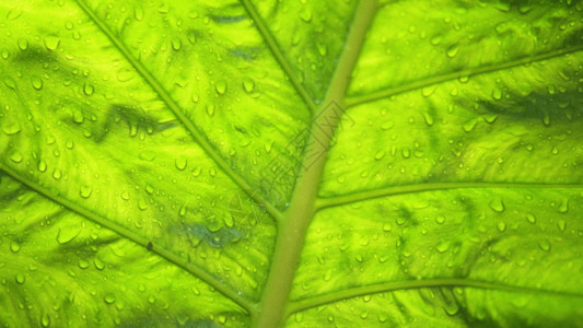 绿色藤蔓纹理芭蕉叶GIF高清图片
