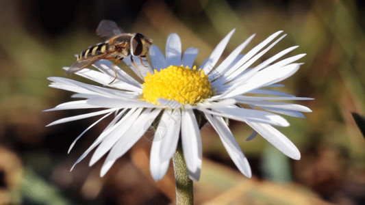 扫描实景蜜蜂GIF高清图片