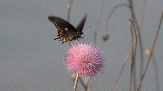 美丽的黑色蝴蝶GIF图片