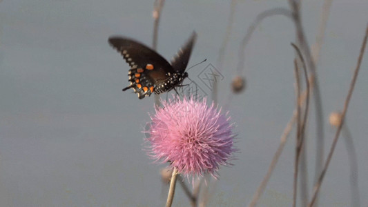 黑色大瓣花朵美丽的黑色蝴蝶GIF高清图片