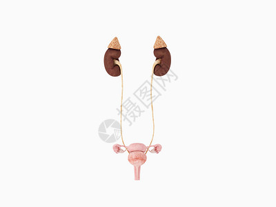 卵巢女性泌尿系统设计图片