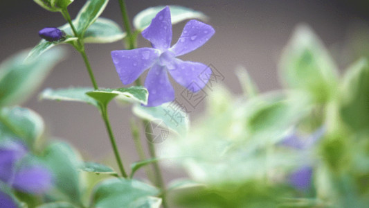 黄蓝色小花雨后的小花GIF高清图片