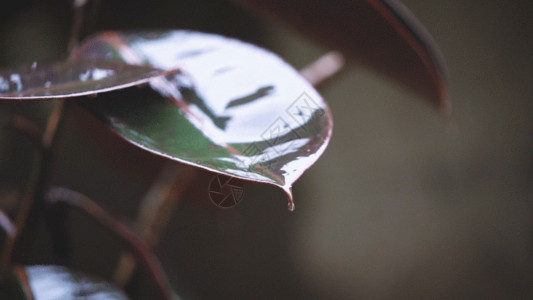 灰色灰色下雨天树叶上的雨滴GIF高清图片