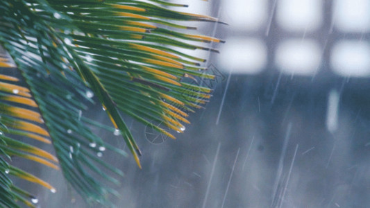 棕榈酰雨天的树叶GIF高清图片