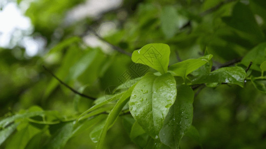 雨天高清素材雨天绿色植物叶子GIF高清图片