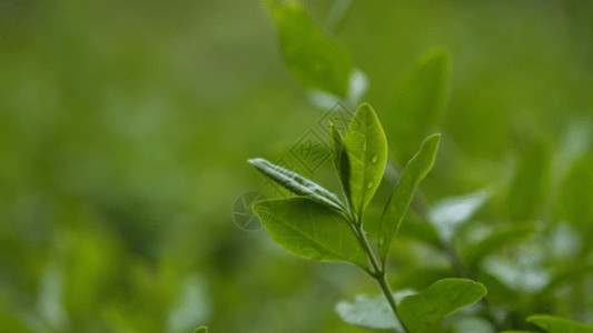 连拍的素材绿叶子 GIF高清图片