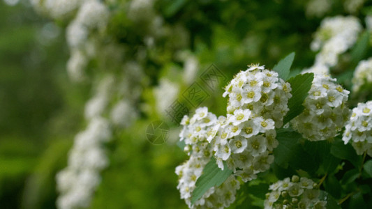 植物丛中唯美小花GIF高清图片