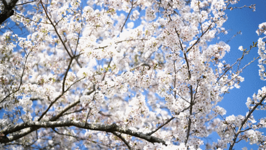 樱花树 GIF图片