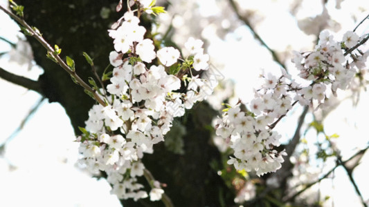 白色樱花树唯美樱花GIF高清图片