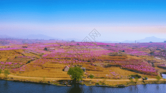 航拍满山遍野十里桃花GIF图片