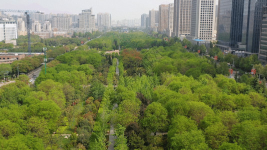假期公园放风筝城市绿树GIF高清图片