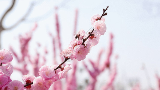 树枝png桃花物语GIF高清图片
