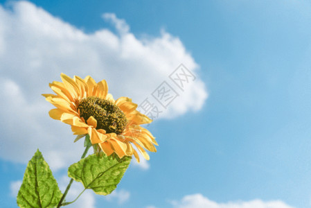 女美丽阳光下的向日葵gif动图高清图片