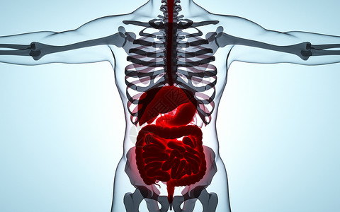 盆桔人体器官透视图设计图片