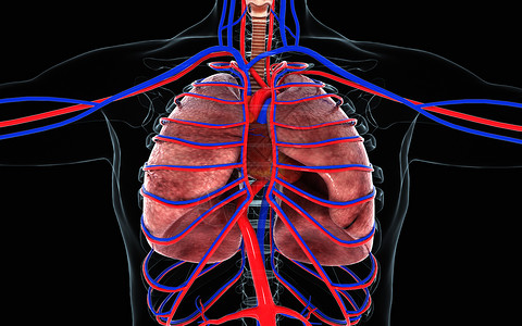 心肺视图胸腔心脏高清图片