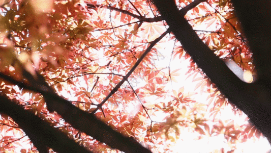 红色枫叶视频GIF图片
