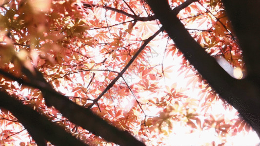 一束枝干红色枫叶视频GIF高清图片