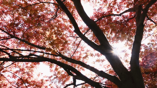 秋季天空唯美红枫GIF高清图片