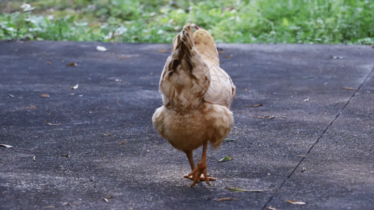 养殖家禽跟拍乡村土鸡觅食GIF高清图片